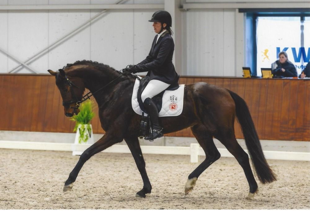 BWP dressuurpaard Merrie 5 jaar Donkerbruin te koop - Foto 2