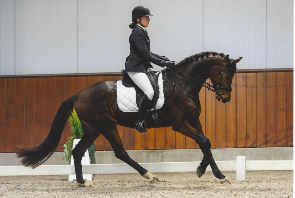 BWP dressuurpaard Merrie 5 jaar Donkerbruin te koop - Hoofdfoto
