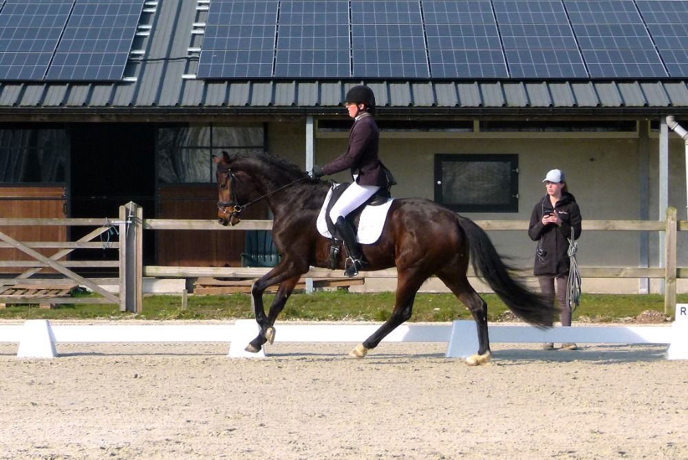 BWP dressuurpaard Merrie 5 jaar Donkerbruin te koop - Foto 3