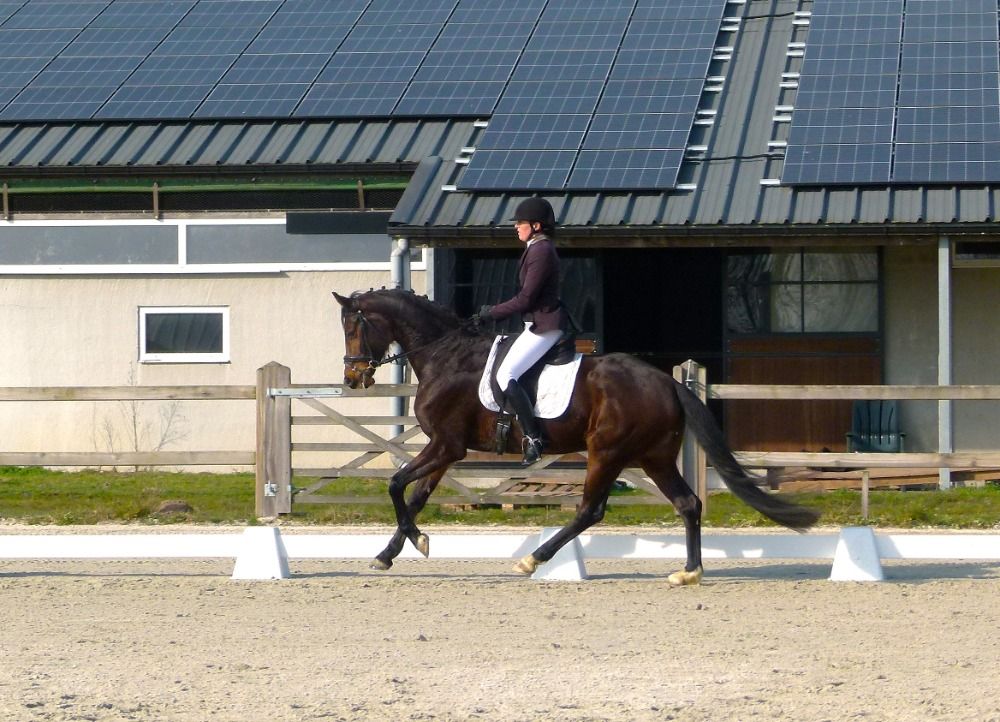 BWP dressuurpaard Merrie 5 jaar Donkerbruin te koop - Foto 4