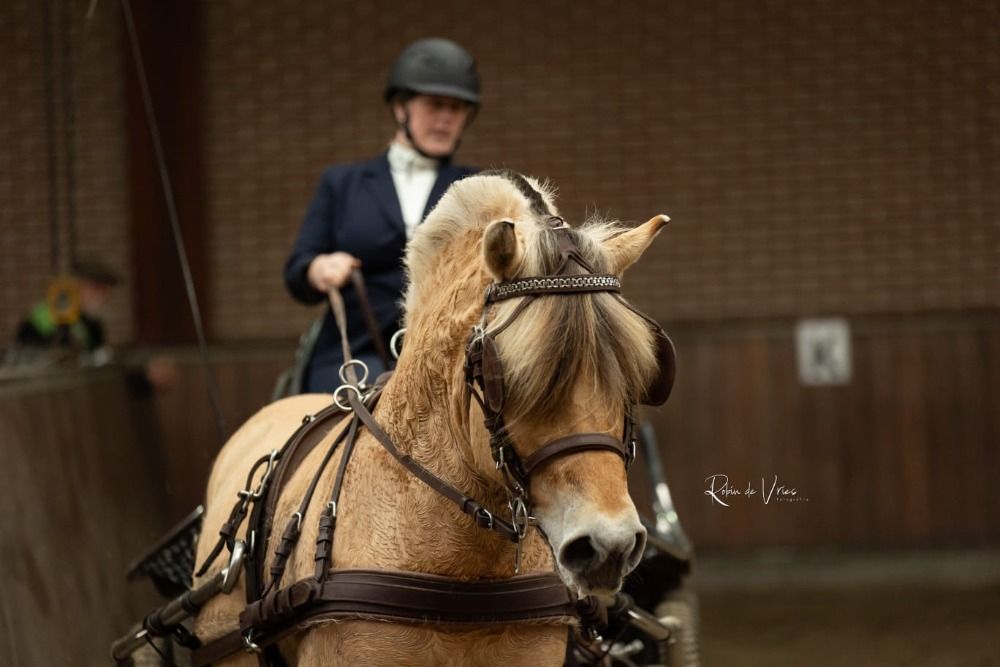 Ander stamboek dekhengst Hengst 4 jaar Andere te koop - Foto 5