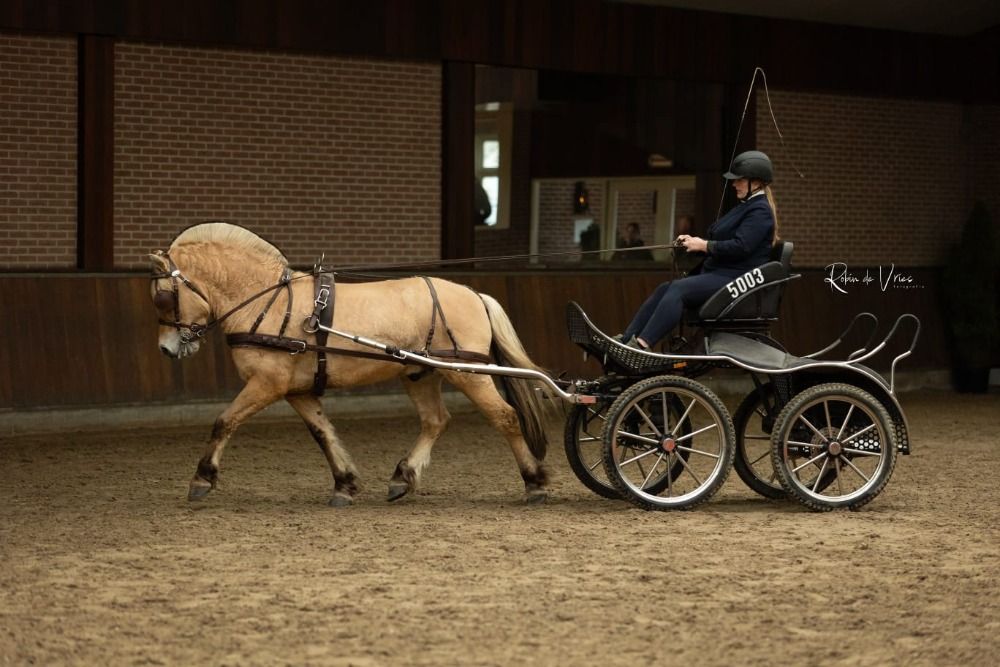 Ander stamboek dekhengst Hengst 4 jaar Andere te koop - Foto 2