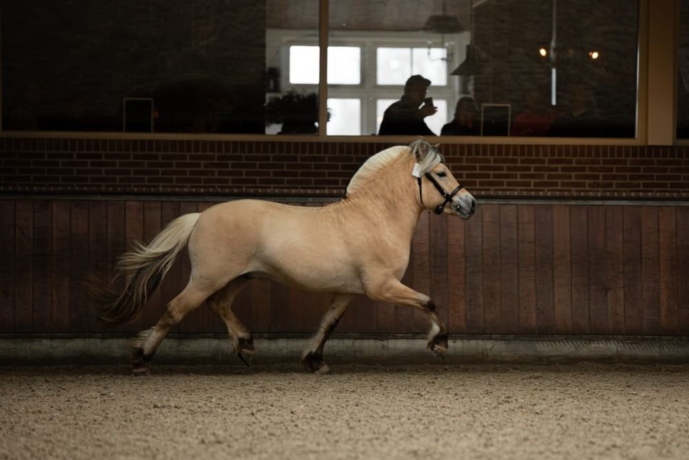 Ander stamboek dekhengst Hengst 4 jaar Andere te koop - Foto 3