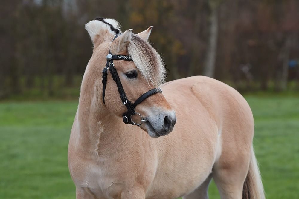 Ander stamboek dekhengst Hengst 4 jaar Andere te koop - Foto 4