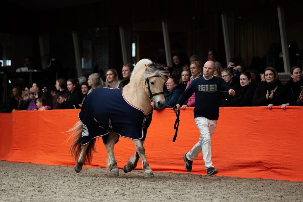 Ander stamboek dekhengst Hengst 4 jaar Andere te koop - Hoofdfoto