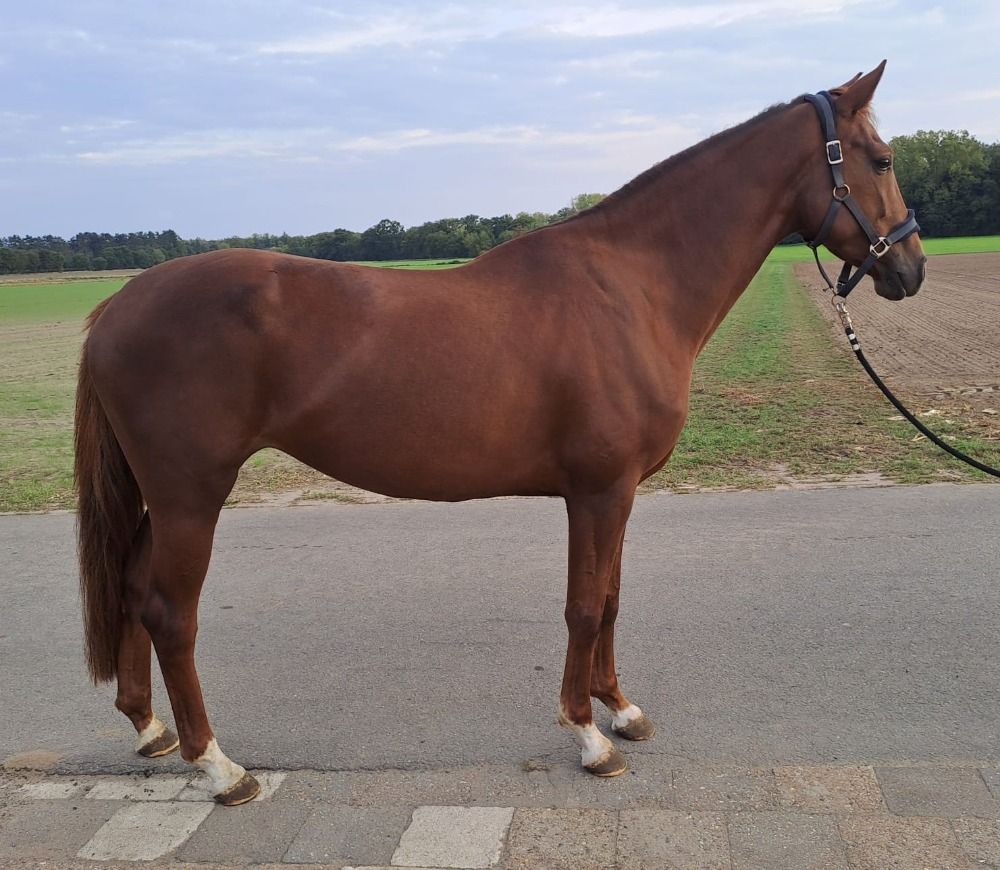 BWP dressuurpaard Merrie 4 jaar Vos te koop - Foto 5