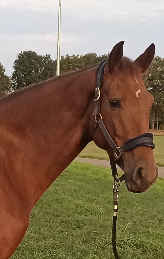 BWP dressuurpaard Merrie 4 jaar Vos te koop - Foto 2