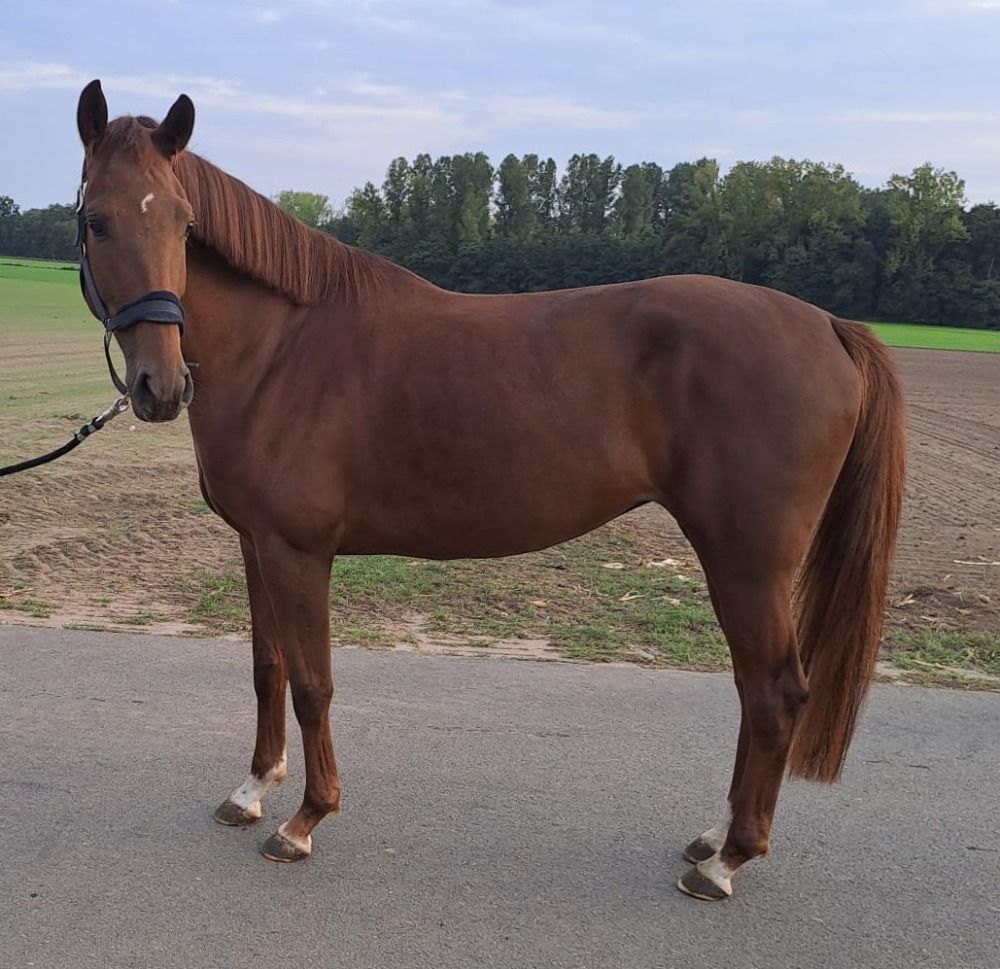 BWP dressuurpaard Merrie 4 jaar Vos te koop - Foto 4