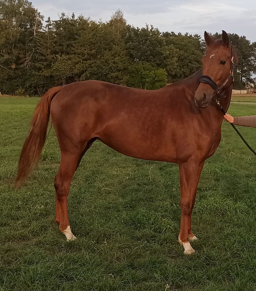 BWP dressuurpaard Merrie 4 jaar Vos te koop - Hoofdfoto
