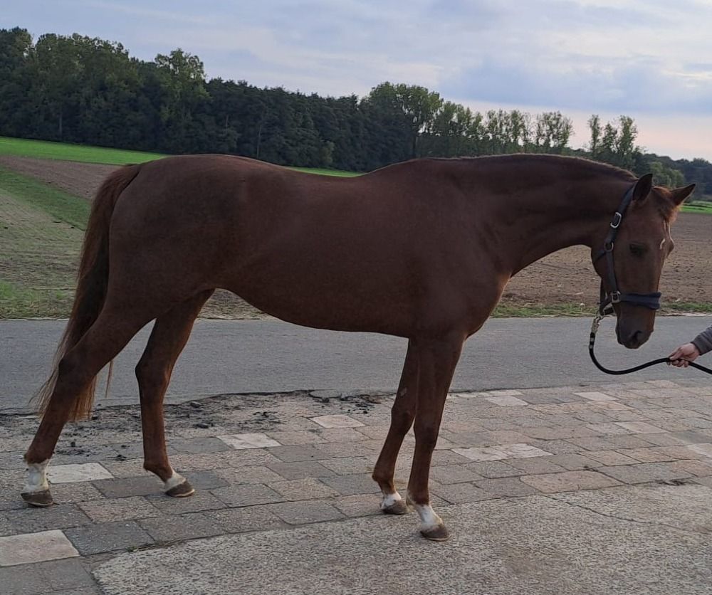 BWP dressuurpaard Merrie 4 jaar Vos te koop - Foto 3