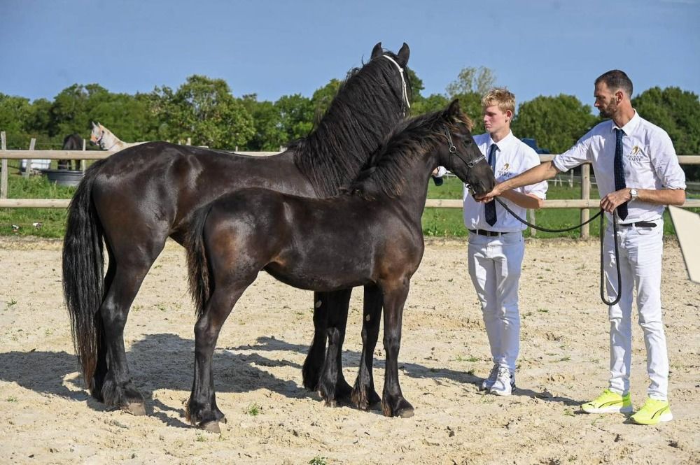 Magnifique pouliche frison par Mans 543