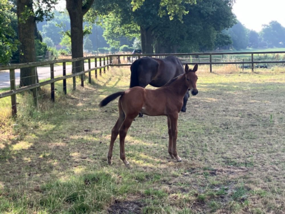 KWPN springpaard Hengst Bruin te koop - Foto 3