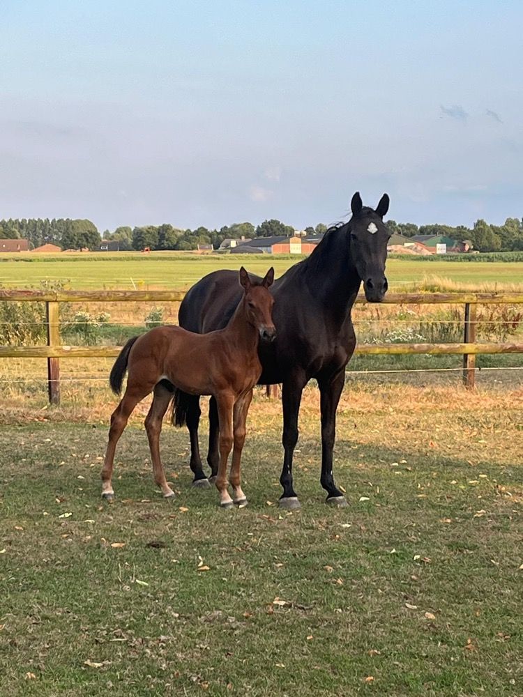 KWPN springpaard Hengst Bruin te koop - Foto 2