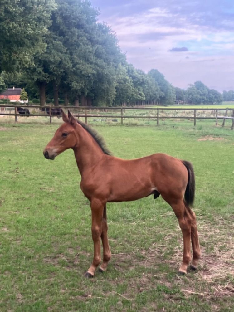 KWPN springpaard Hengst Bruin te koop - Hoofdfoto