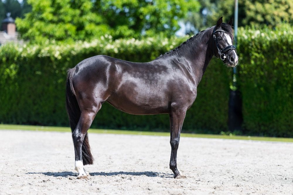 Talentvolle opvallende Dressuurpony