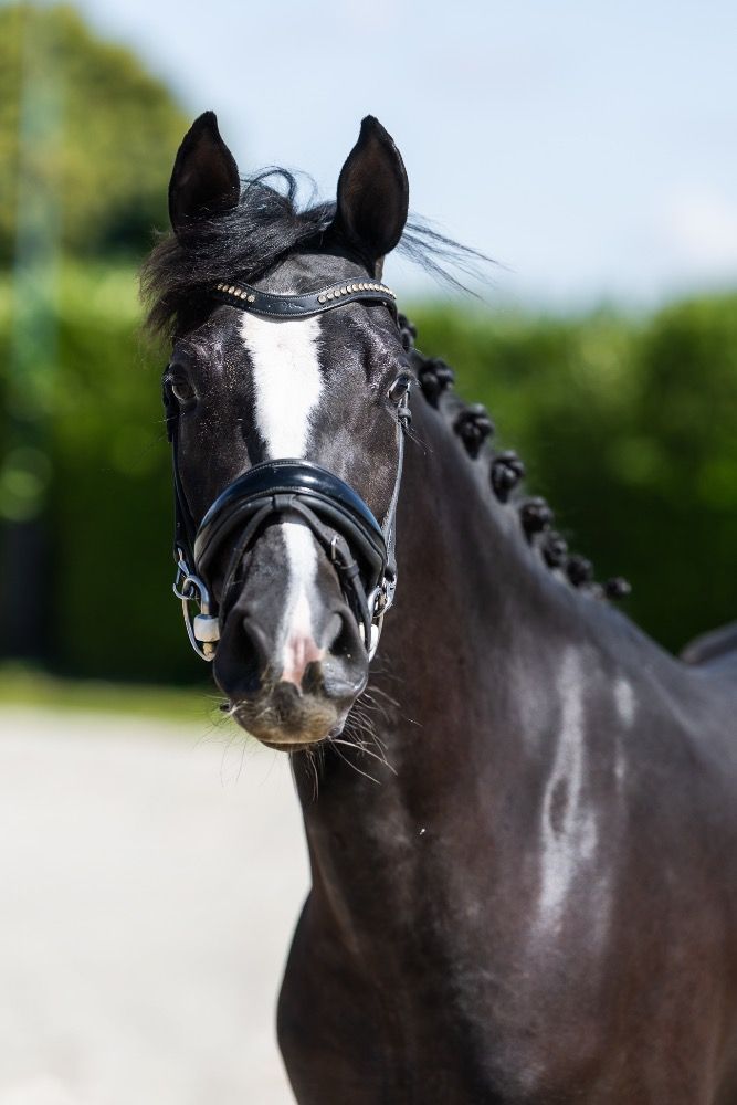 Duitse rijpony dressuurpony Merrie 3 jaar Zwart te koop - Foto 3