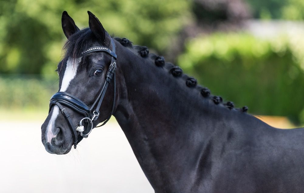 Duitse rijpony dressuurpony Merrie 3 jaar Zwart te koop - Foto 2