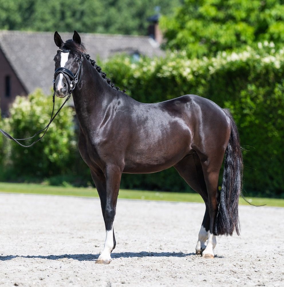 Duitse rijpony dressuurpony Merrie 3 jaar Zwart te koop - Foto 4
