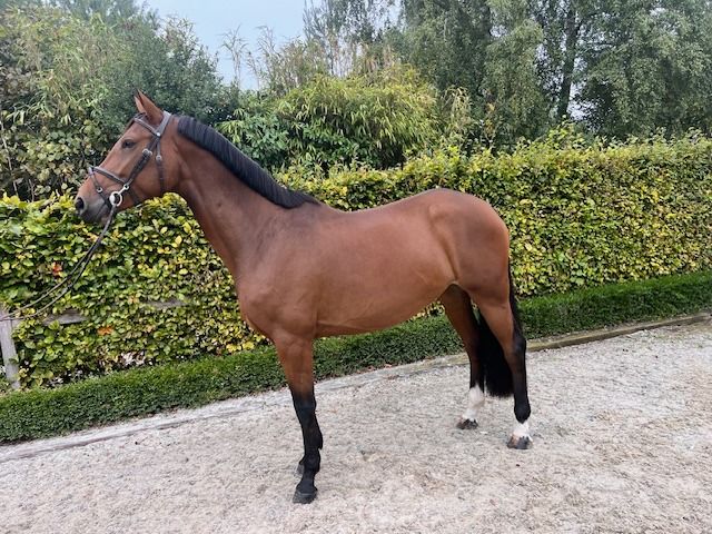 springpaard te koop - Hoofdfoto