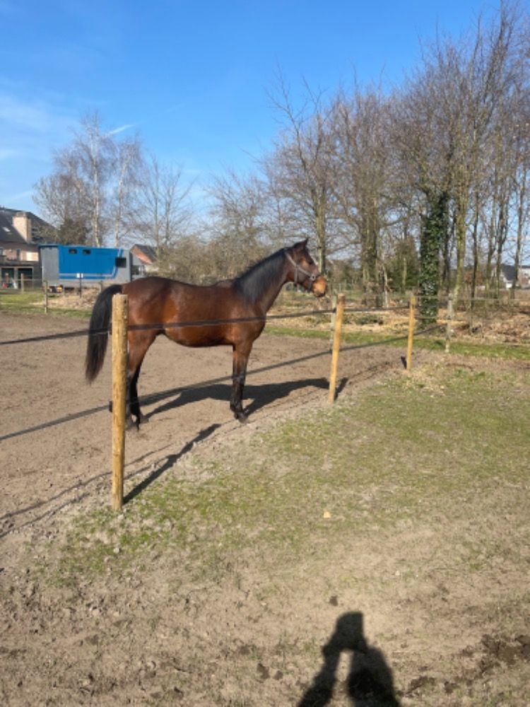 KWPN dressuurpony Hengst 2 jaar Bruin te koop - Foto 6