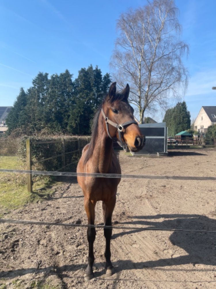 KWPN dressuurpony Hengst 2 jaar Bruin te koop - Foto 4