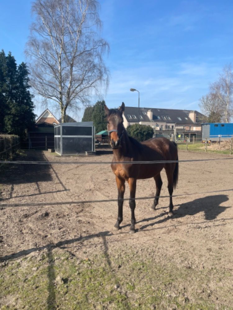 KWPN dressuurpony Hengst 2 jaar Bruin te koop - Foto 5
