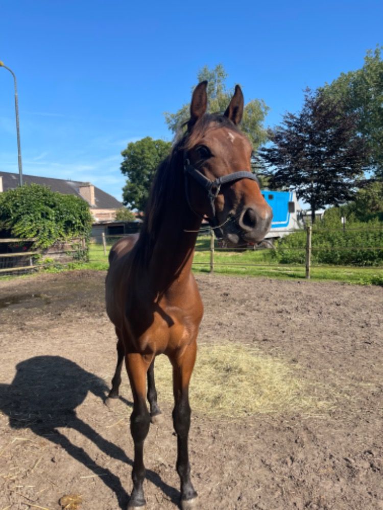 KWPN dressuurpony Hengst 2 jaar Bruin te koop - Foto 3