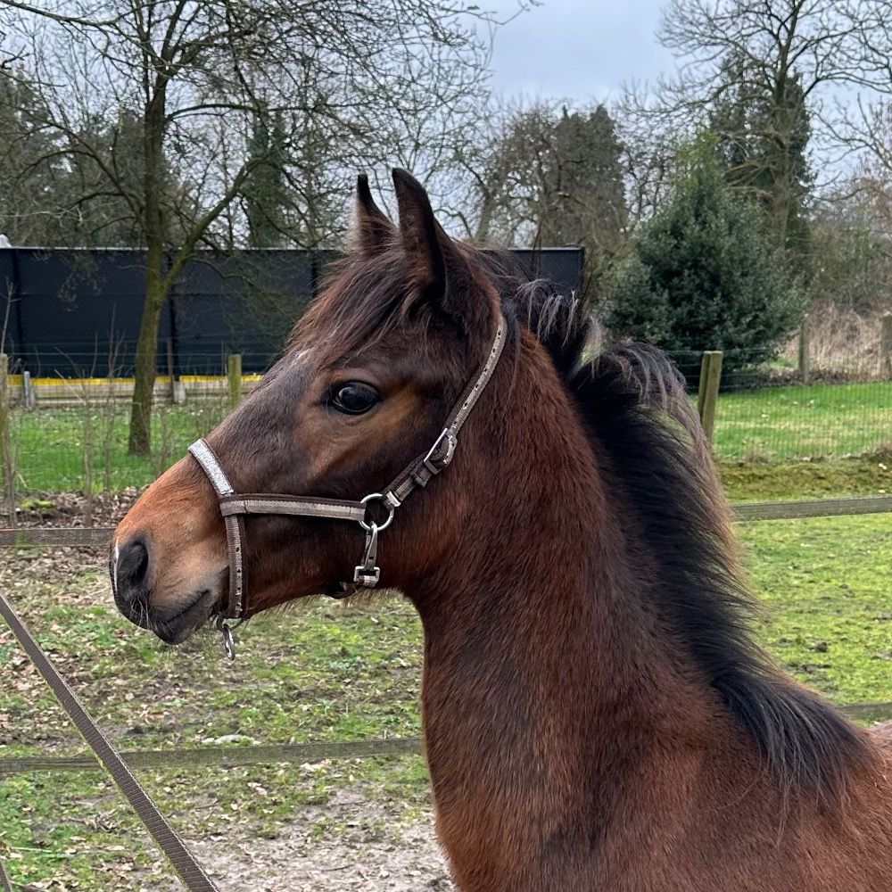 Super mooi E pony te koop