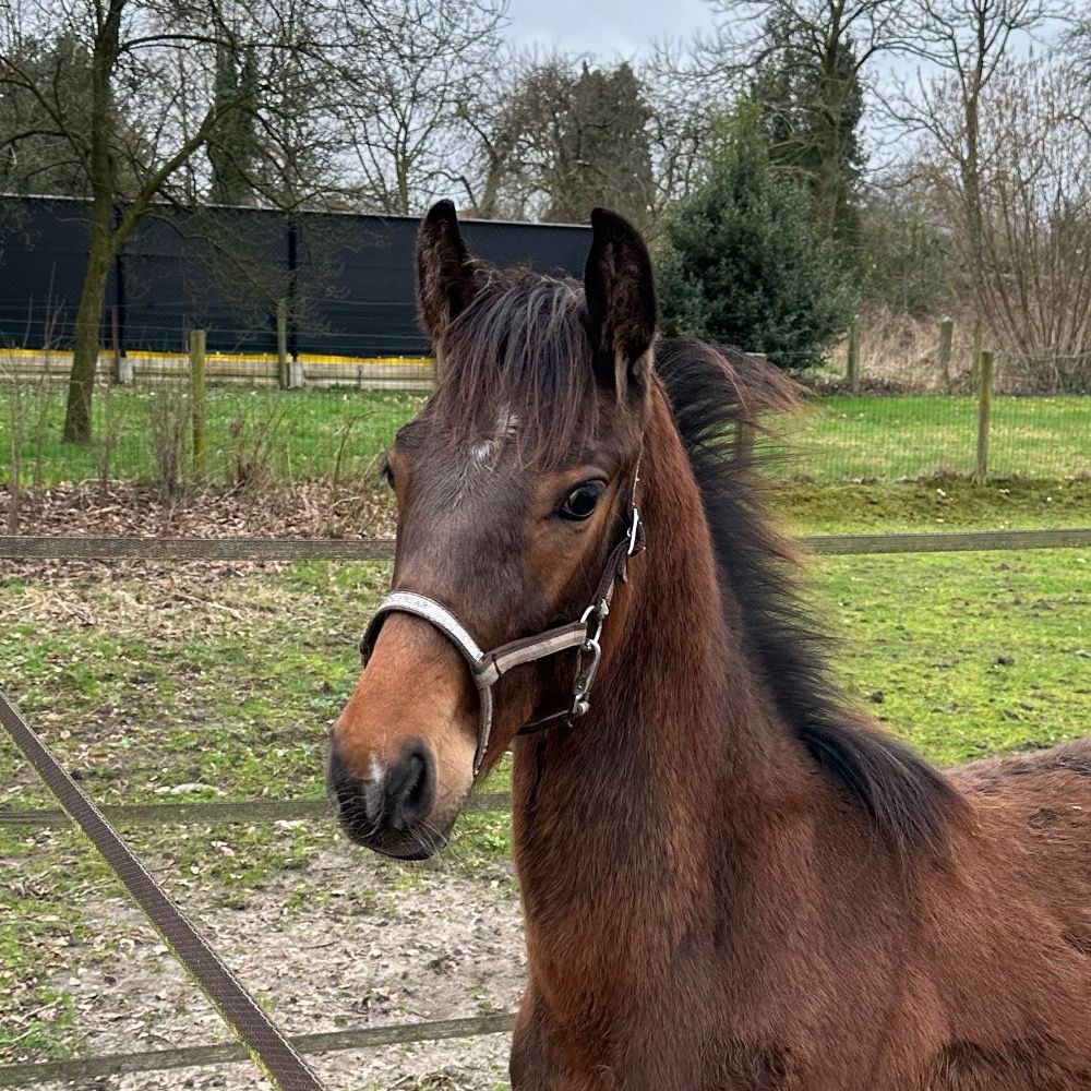 KWPN dressuurpony Hengst 2 jaar Bruin te koop - Foto 2