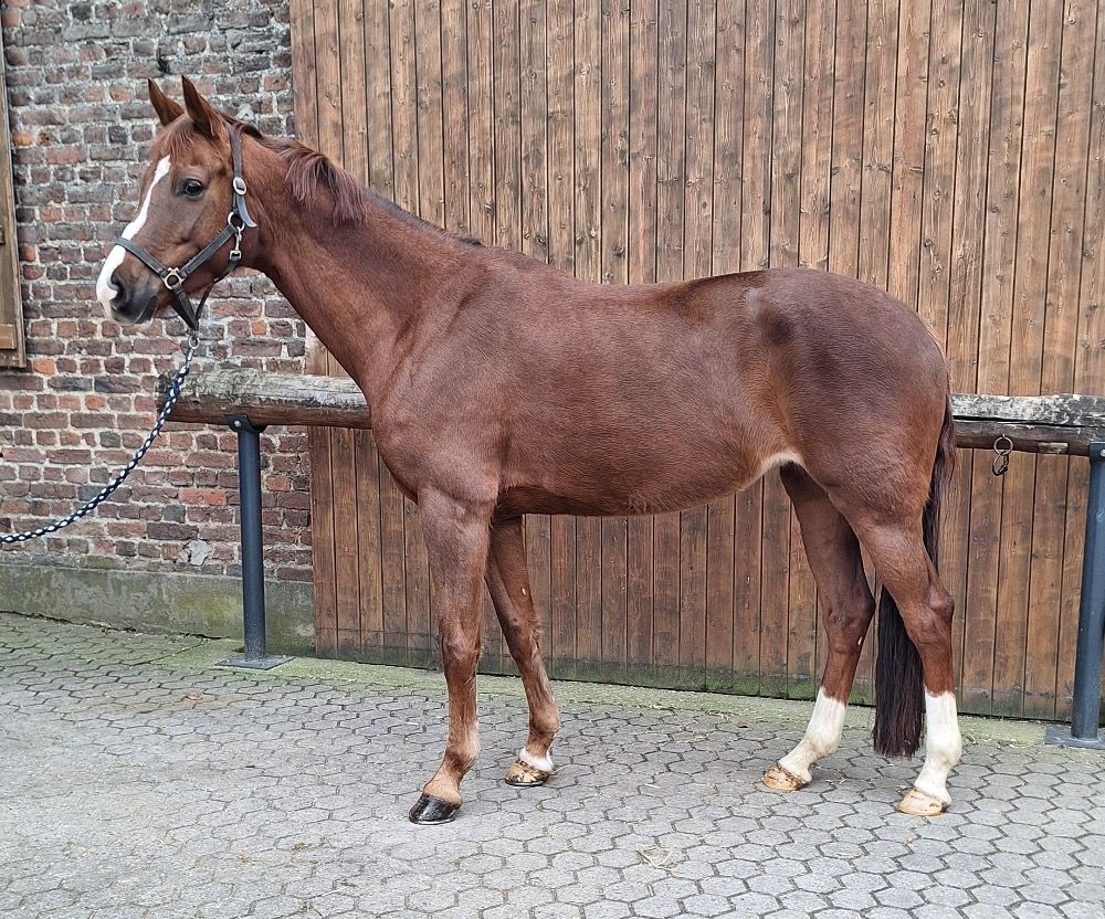 KWPN fokmerrie Merrie 9 jaar Vos te koop - Foto 3