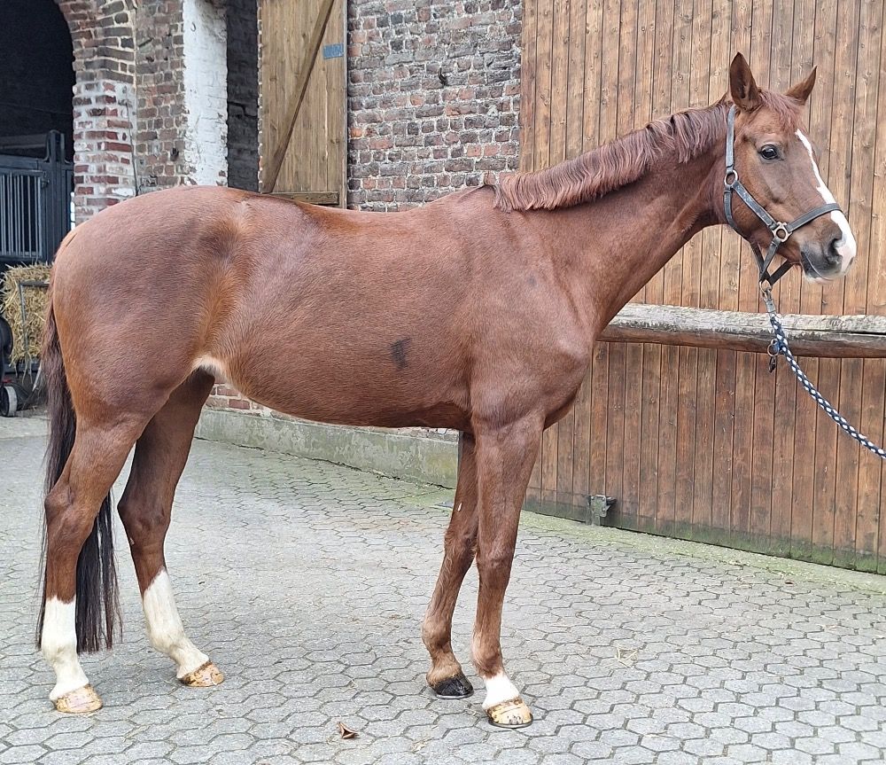 Beautiful KWPN-mare for breeding