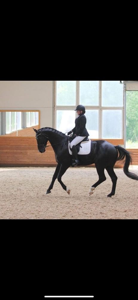 KWPN dressuurpaard Ruin 11 jaar Zwart te koop - Foto 3