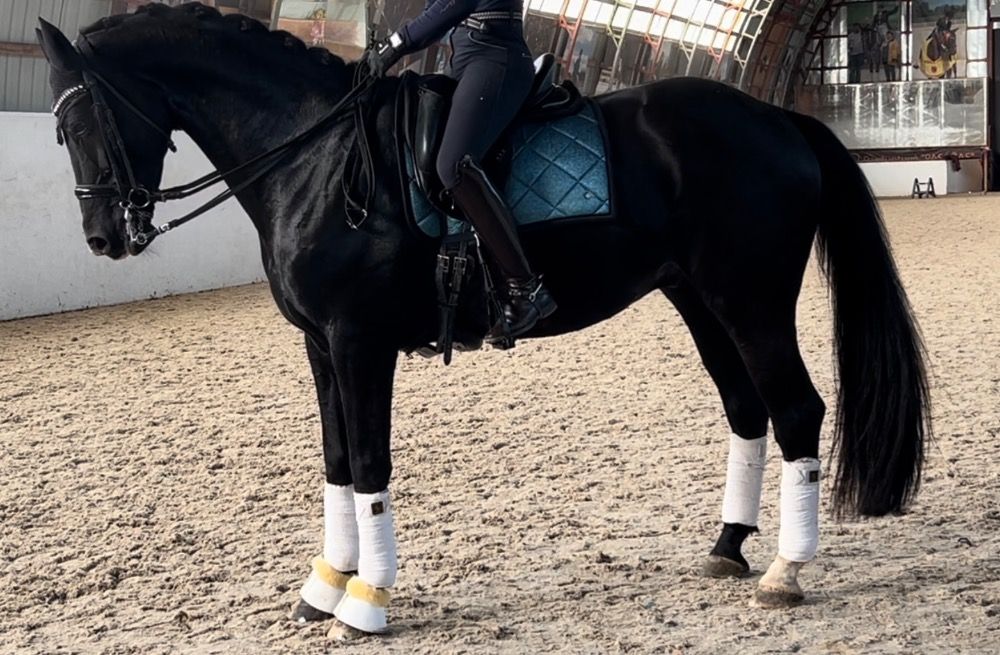 KWPN dressuurpaard Ruin 11 jaar Zwart te koop - Foto 2
