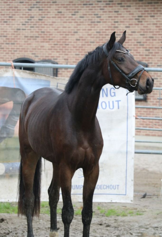 BWP dressuurpaard Ruin 4 jaar Donkerbruin te koop - Foto 3