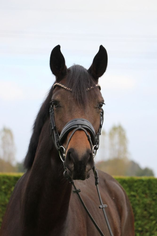 BWP dressuurpaard Ruin 4 jaar Donkerbruin te koop - Hoofdfoto