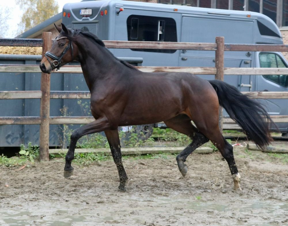 BWP dressuurpaard Ruin 4 jaar Donkerbruin te koop - Foto 2