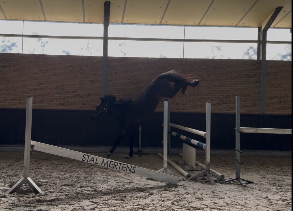 Zangersheide springpaard Merrie 3 jaar Donkerbruin te koop - Foto 3