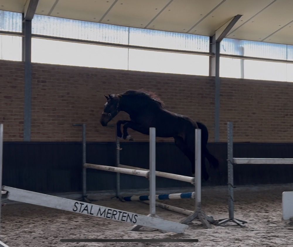 Zangersheide springpaard Merrie 3 jaar Donkerbruin te koop - Foto 2