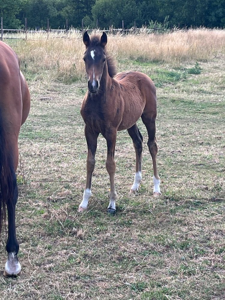 BWP springpaard Merrie Bruin te koop - Foto 3