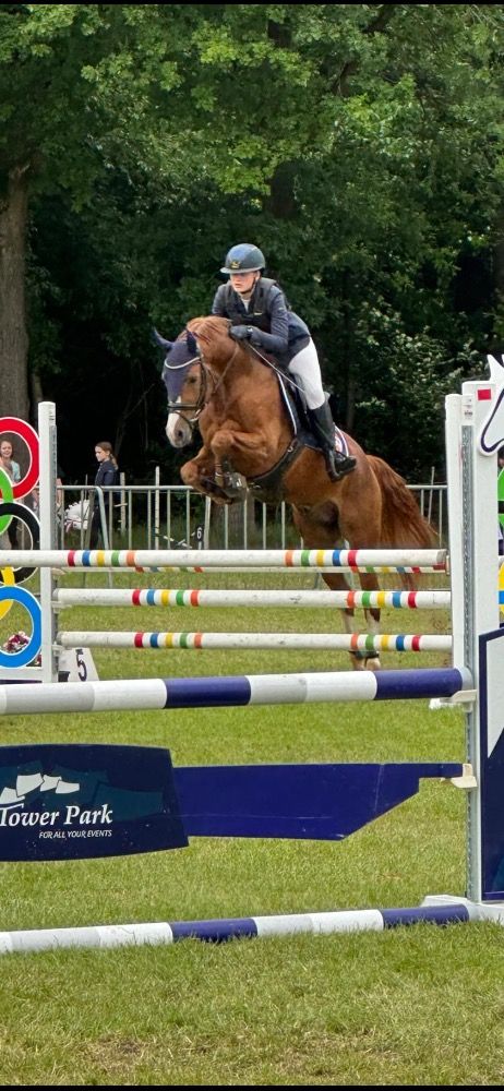 BWP springpaard Merrie Bruin te koop - Foto 6