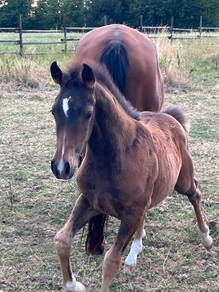 BWP springpaard Merrie Bruin te koop - Foto 5