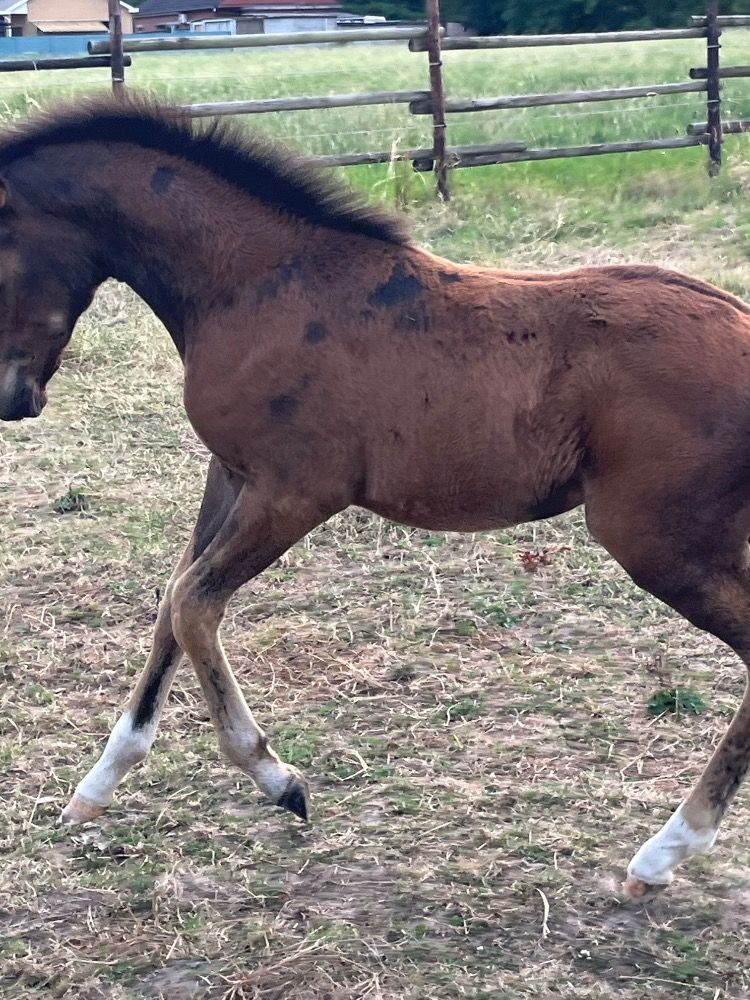 BWP springpaard Merrie Bruin te koop - Foto 2