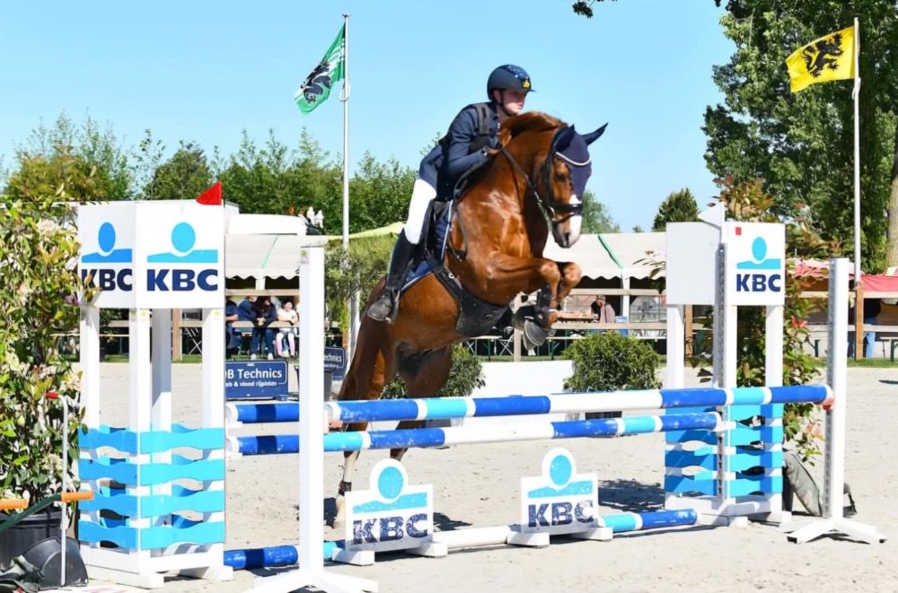BWP springpaard Merrie Bruin te koop - Foto 4