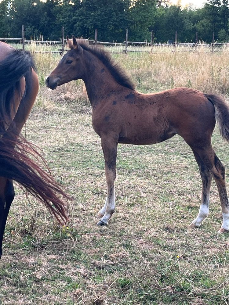 BWP springpaard Merrie Bruin te koop - Hoofdfoto