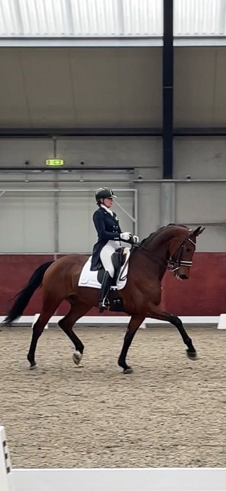 KWPN dressuurpaard Ruin 11 jaar Bruin te koop - Hoofdfoto