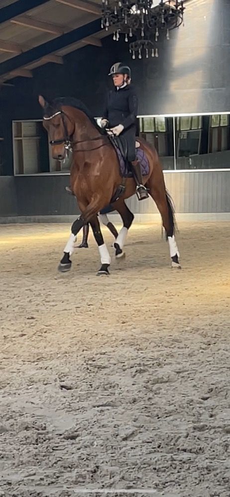 KWPN dressuurpaard Ruin 11 jaar Bruin te koop - Foto 2