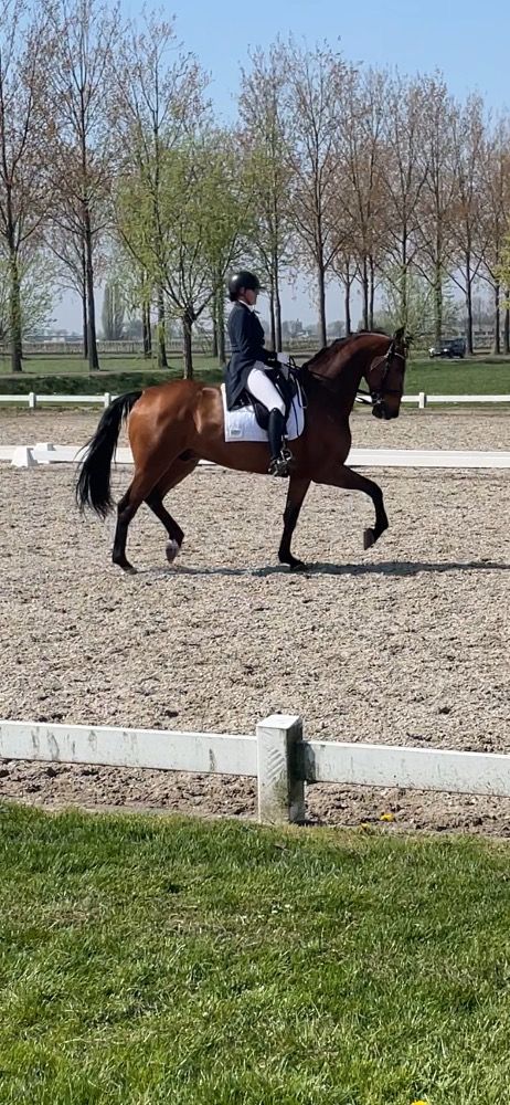 KWPN dressuurpaard Ruin 11 jaar Bruin te koop - Foto 3