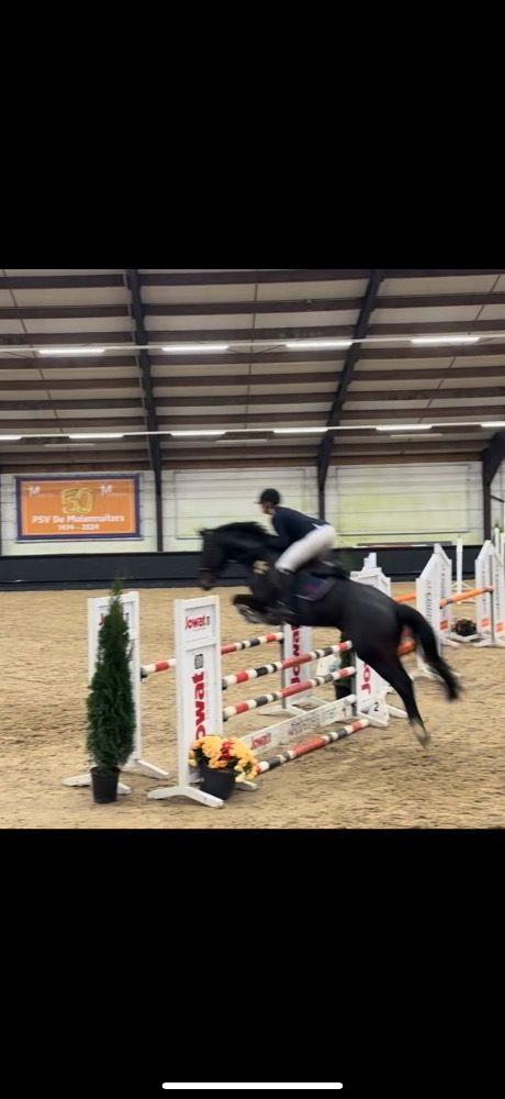 eventingpaard Merrie 5 years old for sale - Photo 5