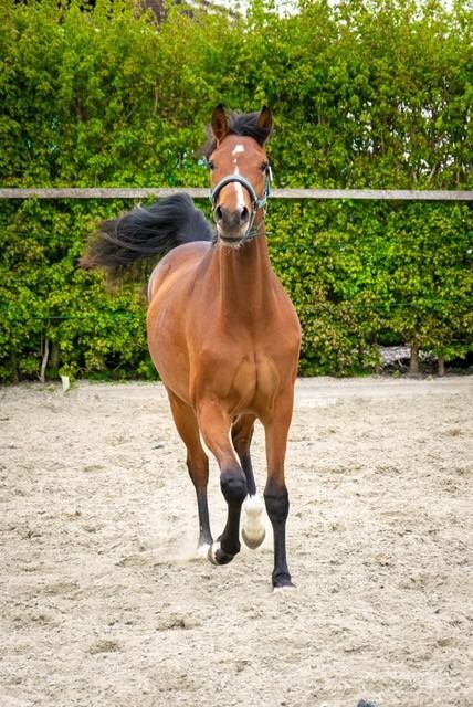 KWPN dressuurpaard Merrie 2 jaar Bruin te koop - Foto 3