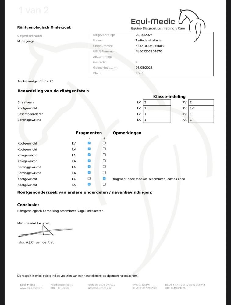KWPN dressuurpaard Merrie 2 jaar Bruin te koop - Foto 5